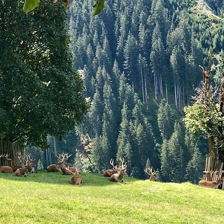 Haizelrock Kirchberg in Tirol Exterior foto